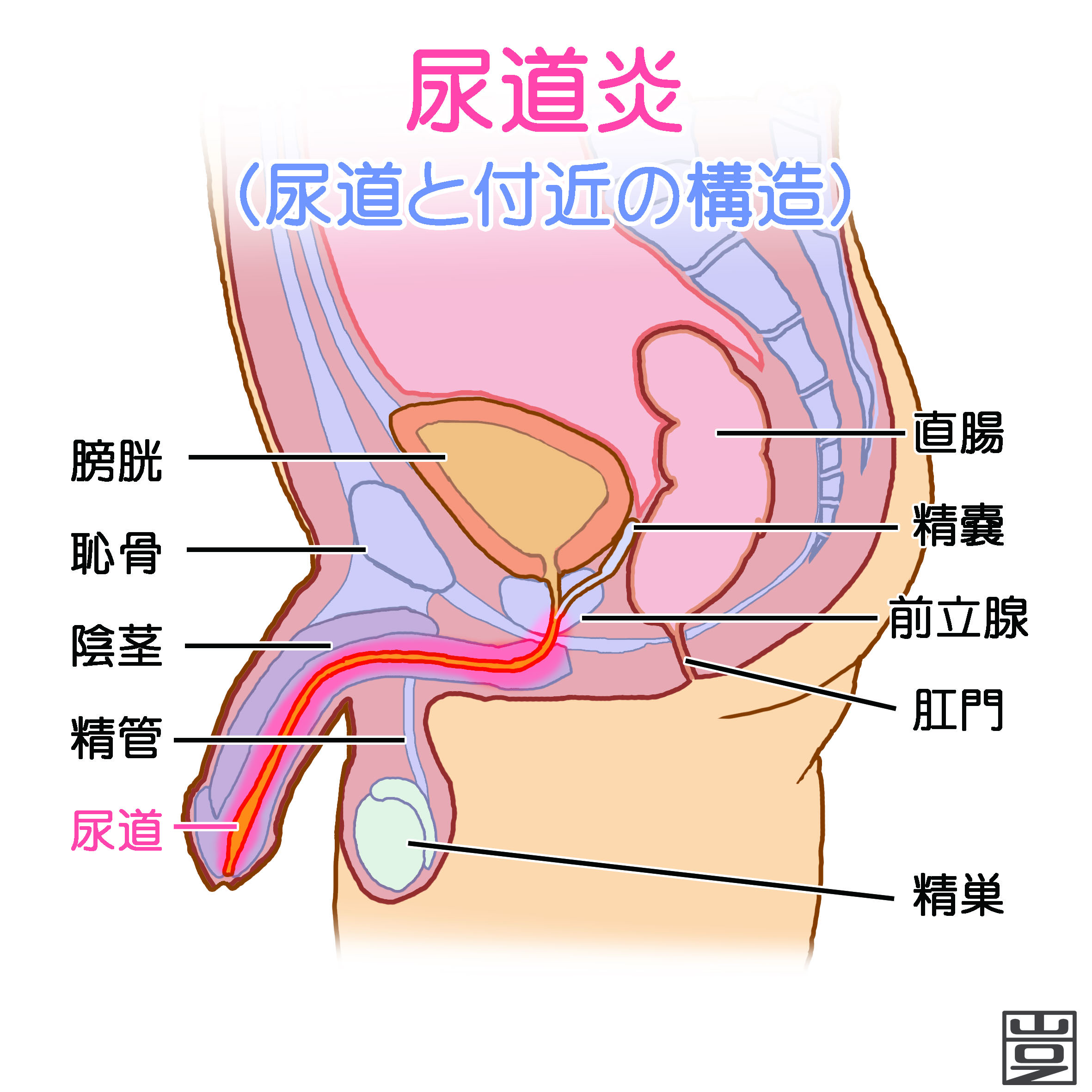 セフジニル 膀胱 炎